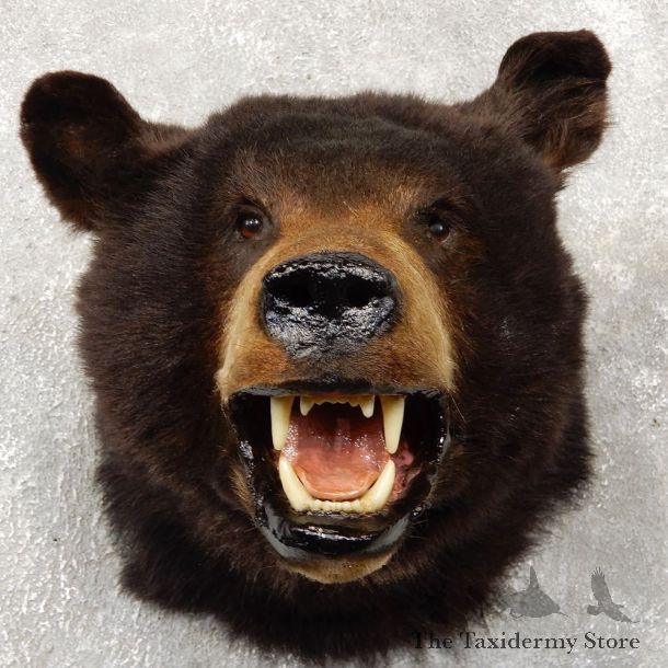 Black Bear Head Mount For Sale #18777 @ The Taxidermy Store