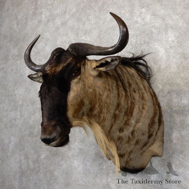 African White Bearded Gnu Wildebeest Shoulder Mount #18816 For Sale @ The Taxidermy Store