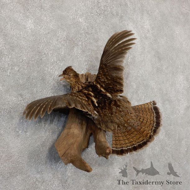 Ruffed Grouse Mount For Sale #18877 @ The Taxidermy Store