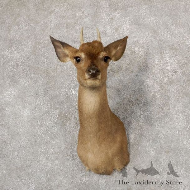 Brocket Deer Shoulder Mount For Sale #18921 @ The Taxidermy Store