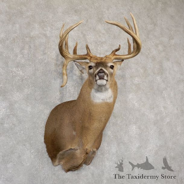 Whitetail Deer Shoulder Mount For Sale #18940 @ The Taxidermy Store