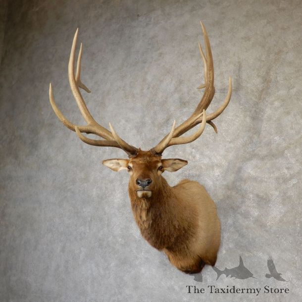 Rocky Mountain Elk Shoulder Mount For Sale #18950 @ The Taxidermy Store