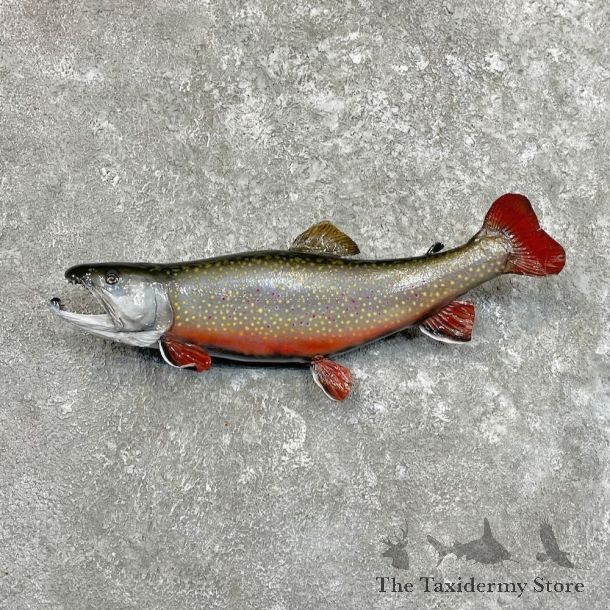 19.5" Brook Trout Fish Mount For Sale #27504 @ The Taxidermy Store