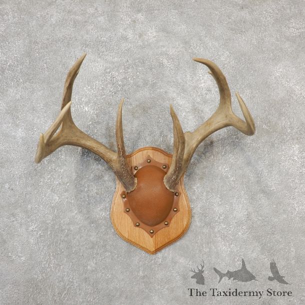 Whitetail Deer Antler Plaque Mount For Sale #19131 @ The Taxidermy Store