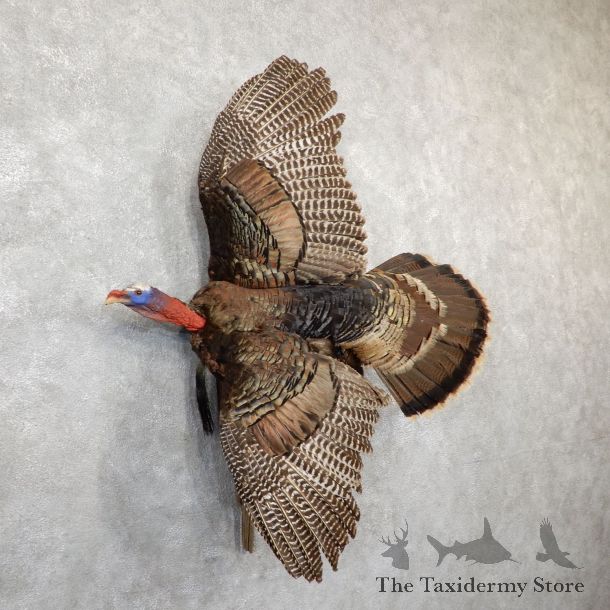 Rio Grande Turkey Flying Life Size Taxidermy Mount #21469 For Sale @ The Taxidermy Store