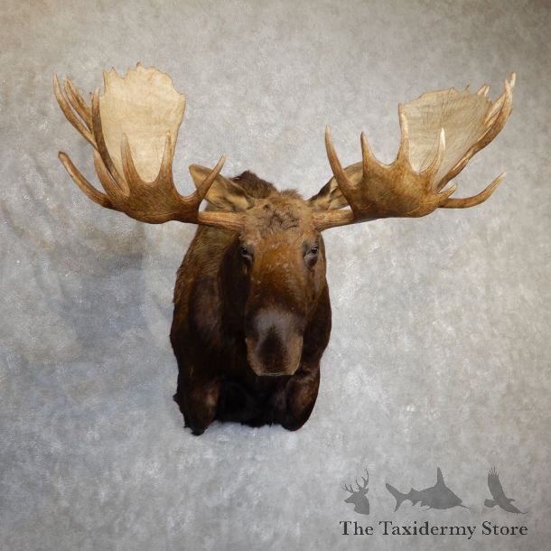 Moose Shoulder Taxidermy Mount For Sale #19623 - The Taxidermy Store