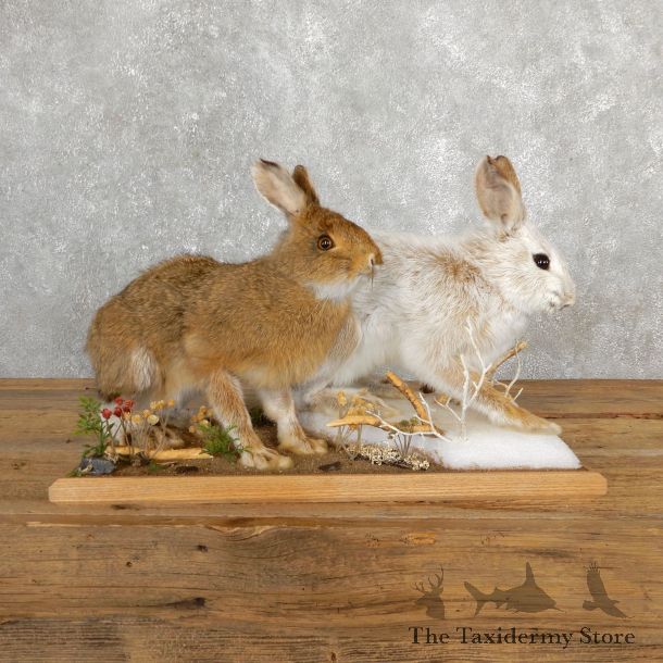 Snowshoe Hare Rabbit Mount #19704 For Sale @ The Taxidermy Store
