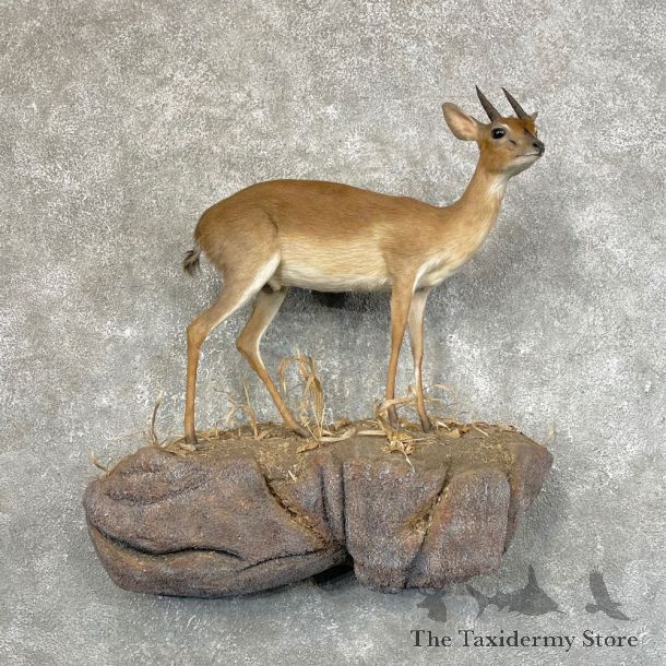 Livingstone Suni Antelope Life-Size Mount For Sale #24611 @ The Taxidermy Store