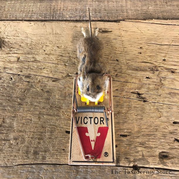 Mouse Trap Novelty Mount For Sale #19872 @ The Taxidermy Store