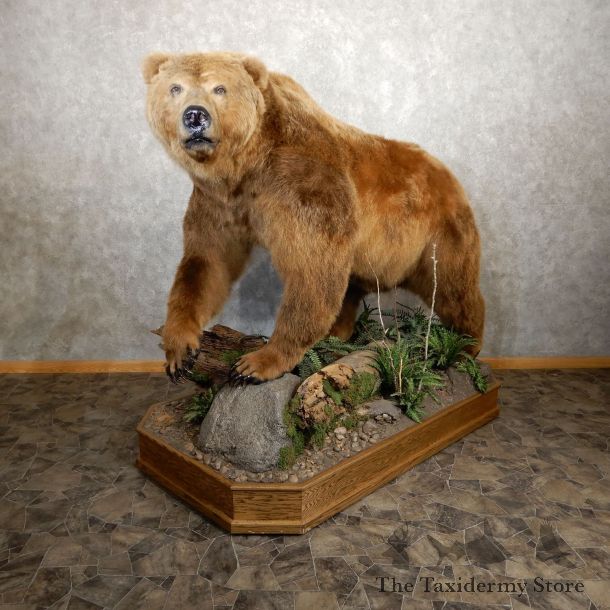Kodiak Brown Bear Life Size Taxidermy Mount For Sale #19913 @ The Taxidermy Store