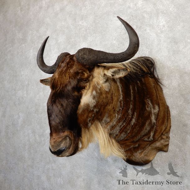 African White Bearded Gnu Wildebeest Shoulder Mount #20042 For Sale @ The Taxidermy Store