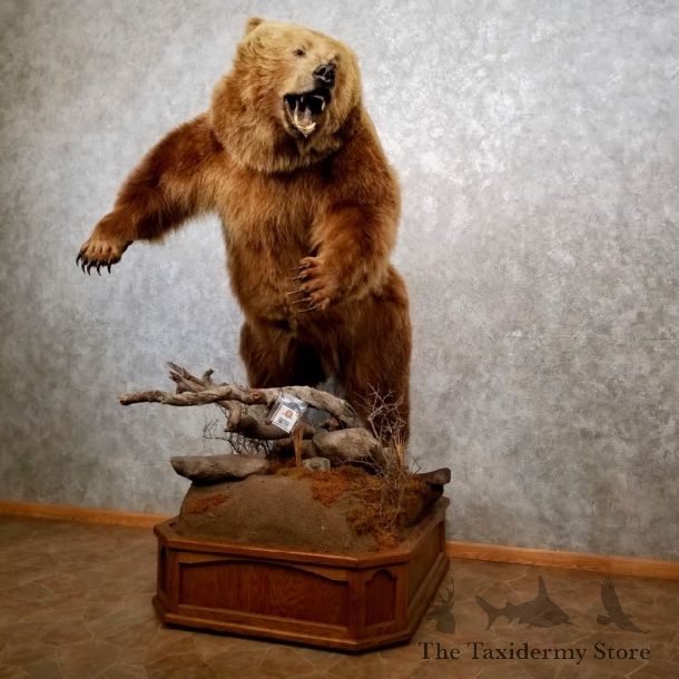 Brown Bear Life-Size Grizzly Taxidermy Mount For Sale #17748 @ The Taxidermy Store