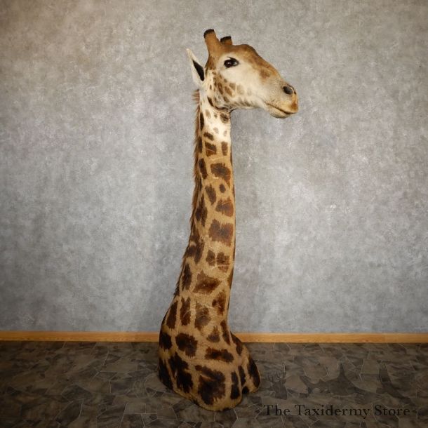 Giraffe Taxidermy Shoulder Mount For Sale #20215 @ The Taxidermy Store