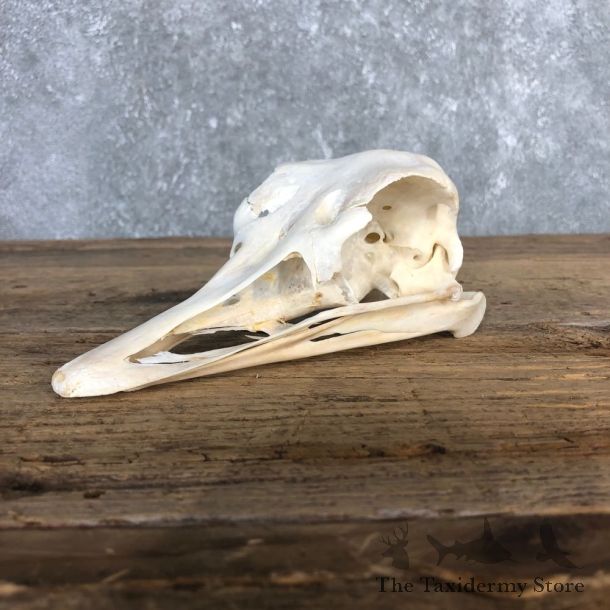 Ostrich Skull Mount For Sale #20359 @ The Taxidermy Store