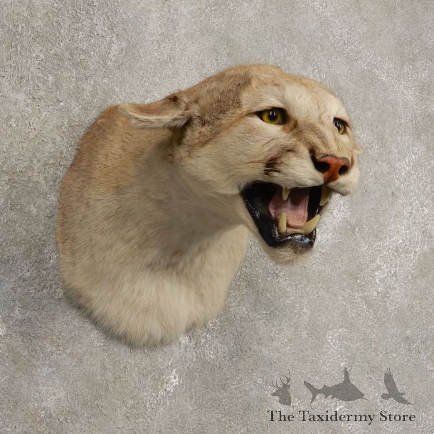 Mountain Lion Shoulder Mount For Sale #20437 @ The Taxidermy Store