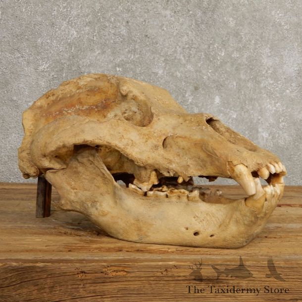 Cave Bear Full Skull Mount For Sale #20465 @ The Taxidermy Store