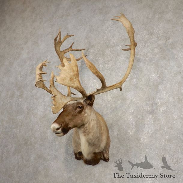 Caribou Shoulder Mount For Sale #20466 @ The Taxidermy Store