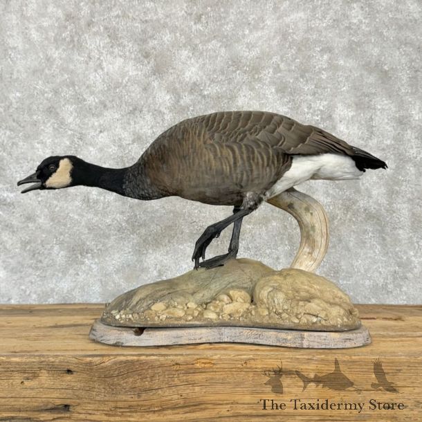 Cackling (Richardson's) Goose Bird Mount For Sale #28980 @ The Taxidermy Store