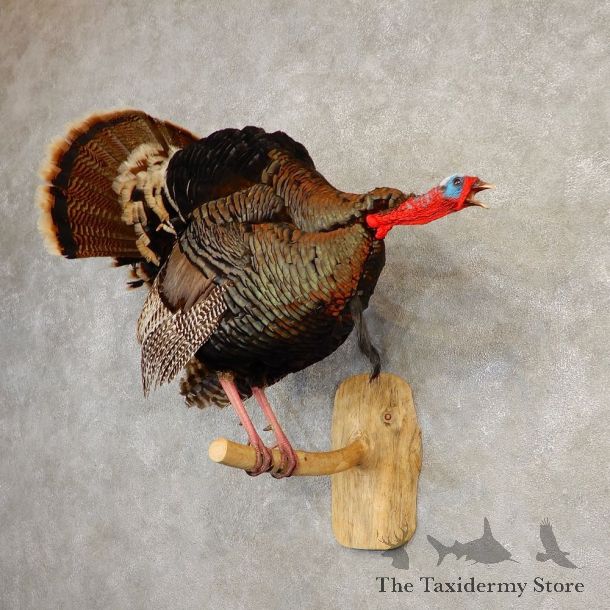 Rio Grande Turkey Life Size Taxidermy Mount #20604 For Sale @ The Taxidermy Store