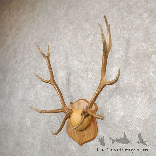 Rocky Mountain Elk Plaque Mount For Sale #20669 @ The Taxidermy Store
