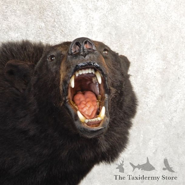Black Bear Shoulder Mount For Sale #20786 @ The Taxidermy Store