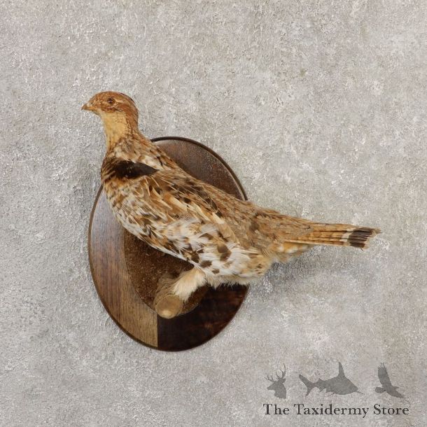 Ruffed Grouse Bird Mount For Sale #20803 @ The Taxidermy Store
