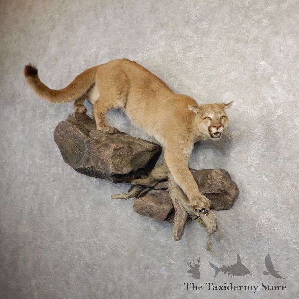 Mountain Lion Life-Size Mount For Sale #20821 @ The Taxidermy Store