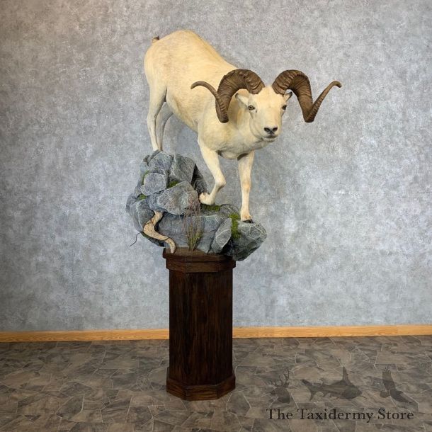 Fannin Sheep Pedestal Taxidermy Mount #21324 For Sale - The Taxidermy Store
