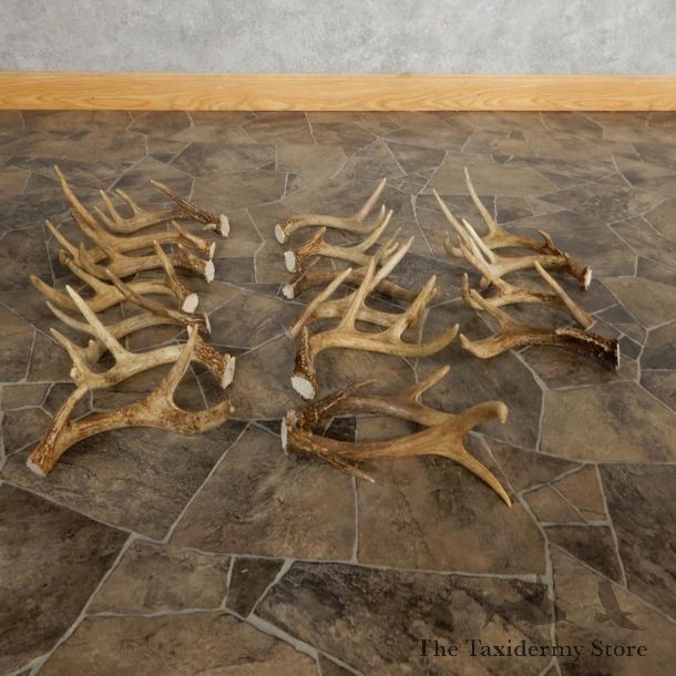 Whitetail Deer Antler Craft Pack For Sale #21326 @ The Taxidermy Store