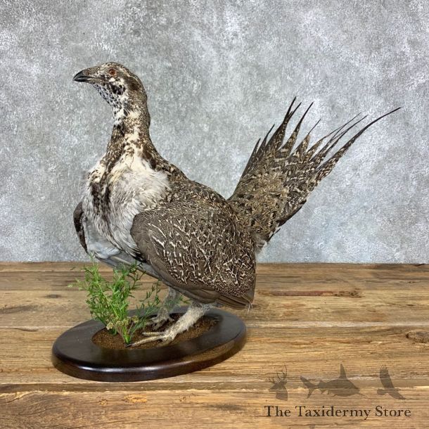 Sage Grouse Bird Mount For Sale #21354 @ The Taxidermy Store