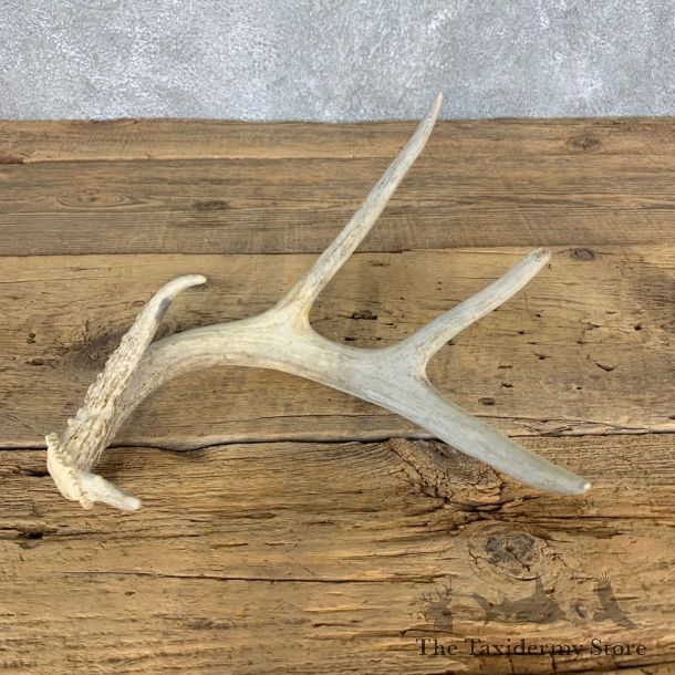 Whitetail Deer Antler Shed For Sale #21505 @ The Taxidermy Store