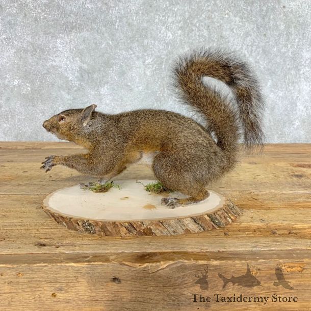 Grey Squirrel Life-Size Mount For Sale #21517 @ The Taxidermy Store