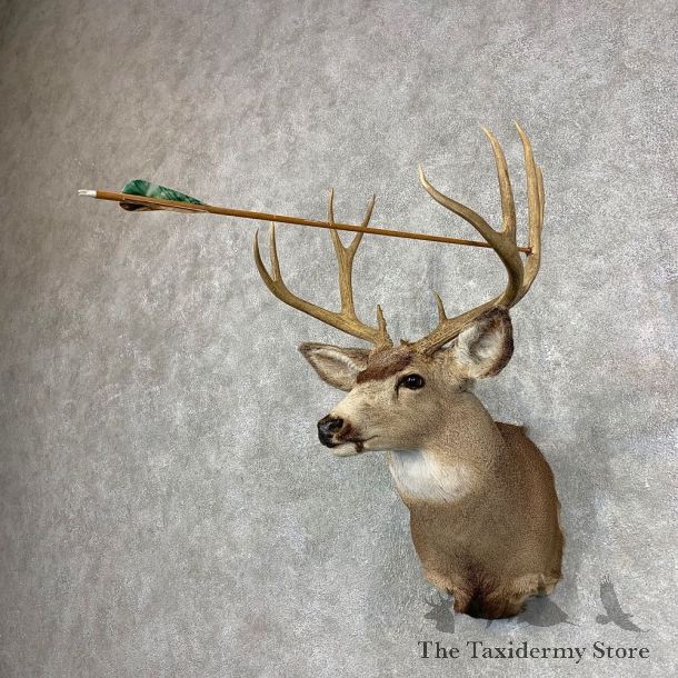 Mule Deer Shoulder Mount For Sale #21532 @ The Taxidermy Store