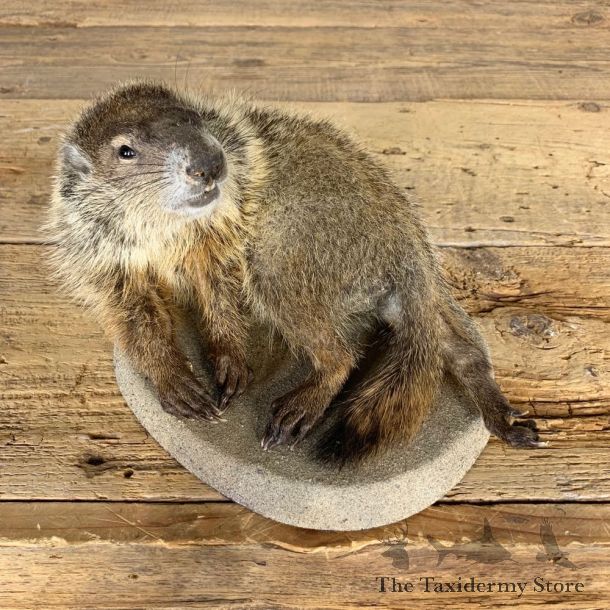 Groundhog Life-Size Mount For Sale #21694 @ The Taxidermy Store