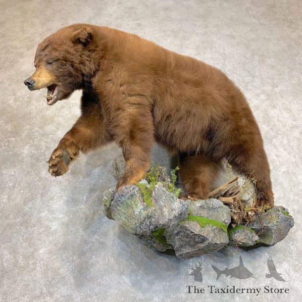 Chocolate Colored Black Bear Life-Size Mount For Sale #21797 @ The Taxidermy Store