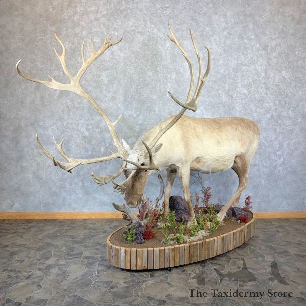 Eurasian Reindeer Life-Size Mount For Sale #21806 @ The Taxidermy Store