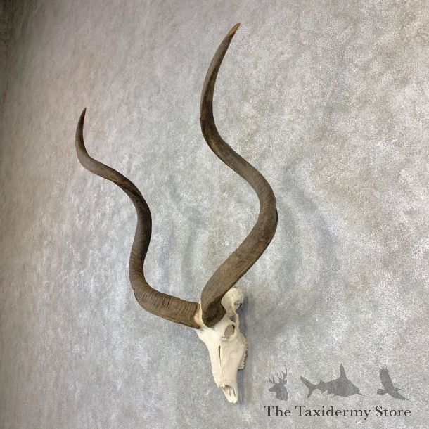 Greater Kudu Skull European Mount For Sale #21836 @ The Taxidermy Store