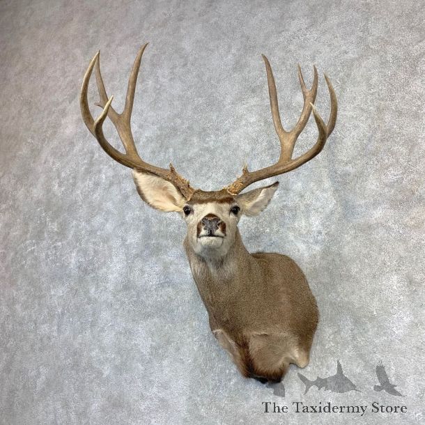 Mule Deer Shoulder Mount For Sale #21850 @ The Taxidermy Store