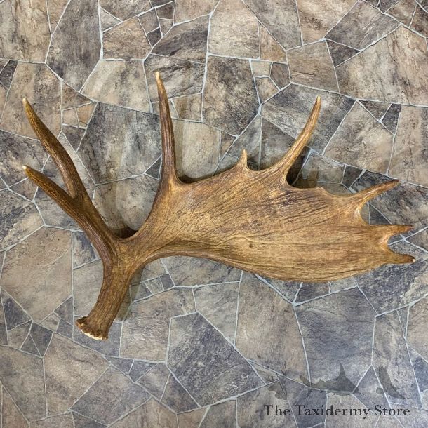 Moose Shed Antler For Sale #22039 @ The Taxidermy Store