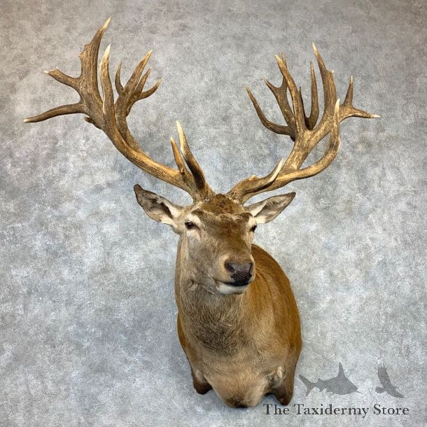 Red Stag Shoulder Mount For Sale #22077 @ The Taxidermy Store