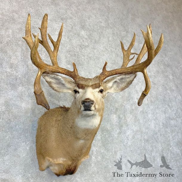 Mule Deer Shoulder Mount For Sale #22080 @ The Taxidermy Store