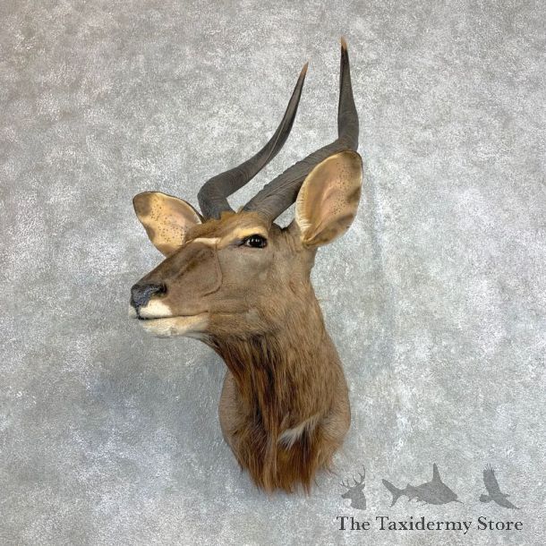 African Nyala Taxidermy Shoulder Mount #22122 For Sale @ The Taxidermy Store