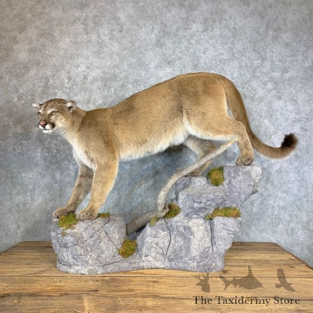 Mountain Lion Life-Size Mount For Sale #22126 @ The Taxidermy Store