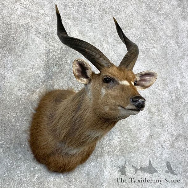 African Sitatunga Shoulder Taxidermy Mount #22137 For Sale @ The Taxidermy Store