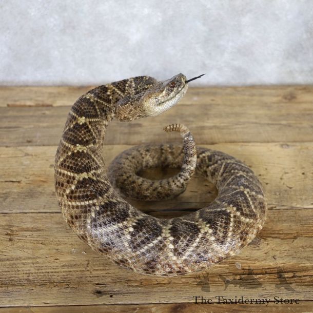 Western Diamondback Rattlesnake Mount For Sale #22229 @ The Taxidermy Store