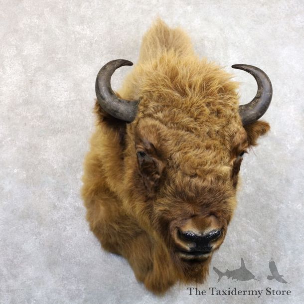 European Bison/Wisent Shoulder Mount For Sale #22240 @ The Taxidermy Store