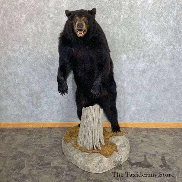 Black Bear Life-Size Mount For Sale #22332 @ The Taxidermy Store