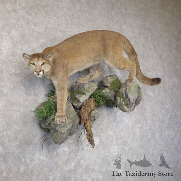 Mountain Lion Life-Size Mount For Sale #22577 @ The Taxidermy Store
