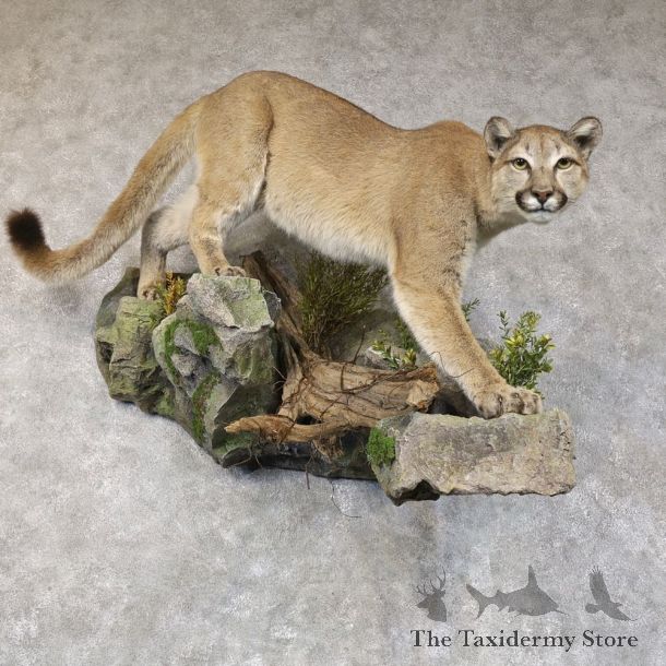 Mountain Lion Life-Size Mount For Sale #22578 @ The Taxidermy Store