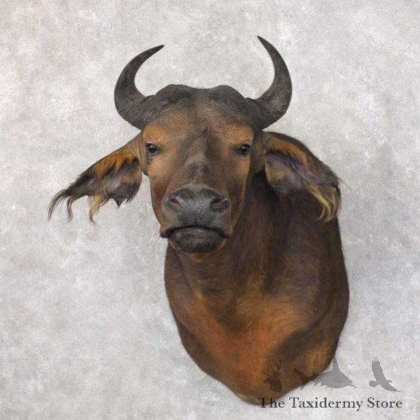 African Forest Buffalo Shoulder Taxidermy Mount For Sale #22584 @ The Taxidermy Store